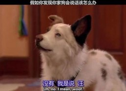 假如狗会说话娱乐吃瓜酱,娱乐吃瓜酱带你领略狗狗界的趣味日常