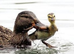 娱乐吃瓜鸭男人品种,吃瓜鸭视角下的男人品种大揭秘